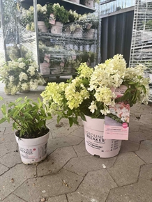 Bunddække-hortensia `Groundbreaker®`